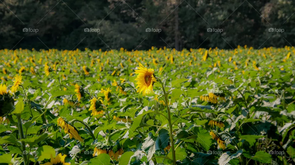 Field of sunflowers