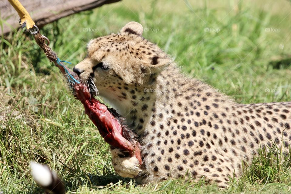 Cheetah and its prey