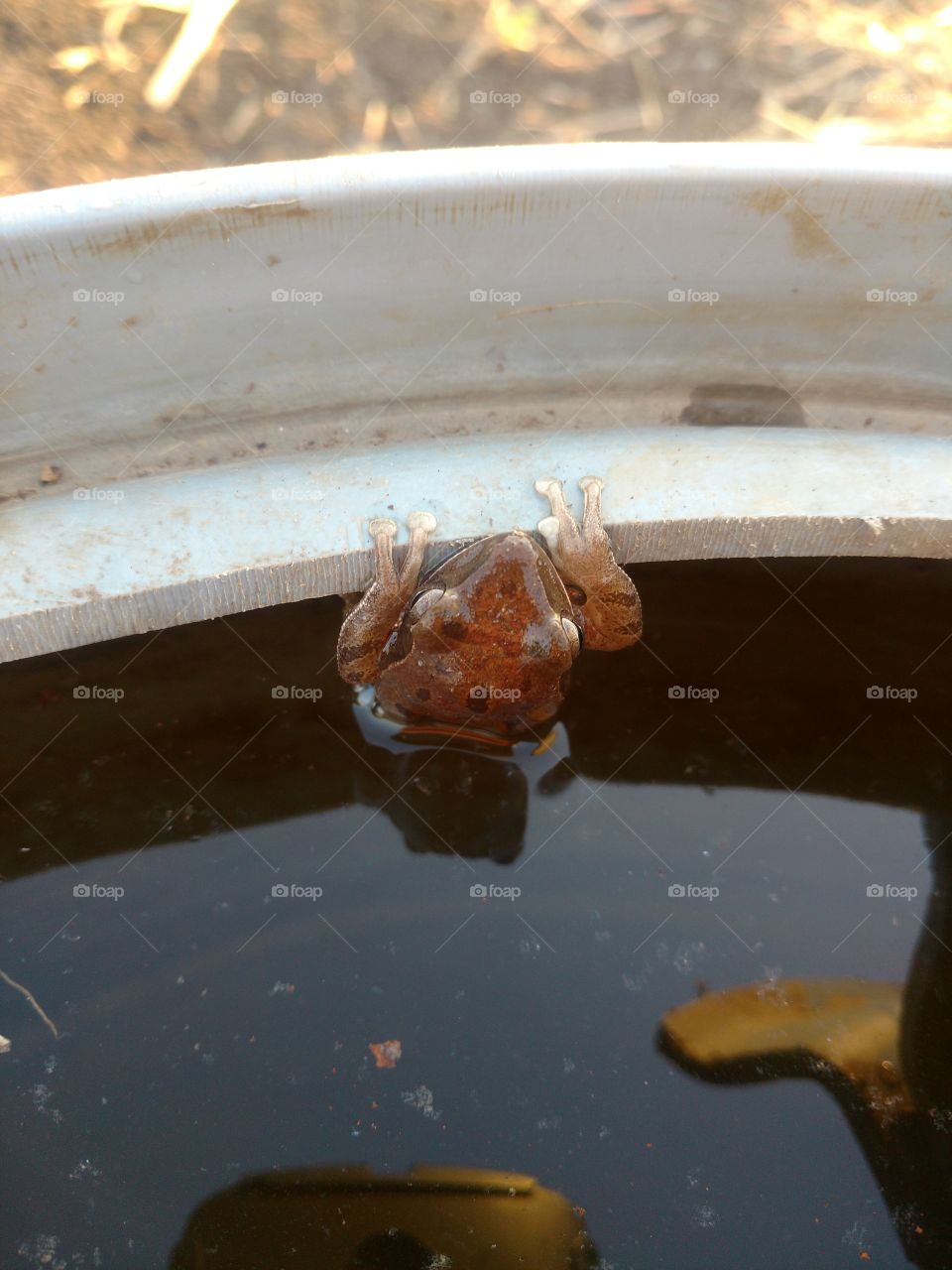 Frog under the water