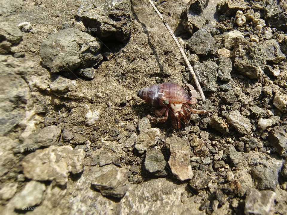 Hermit crab on a rock in the sea, closeup of photo
