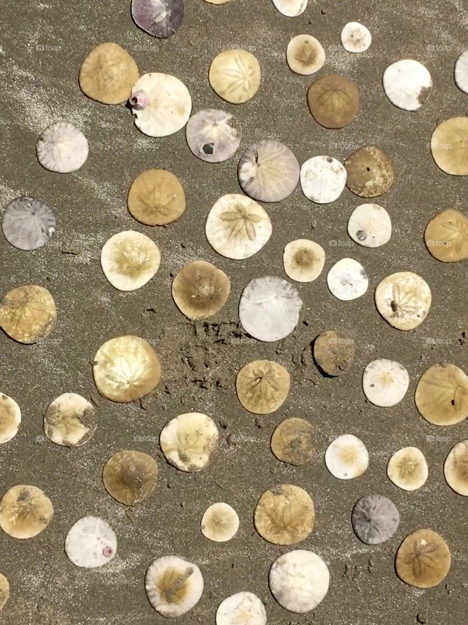 Sand dollars