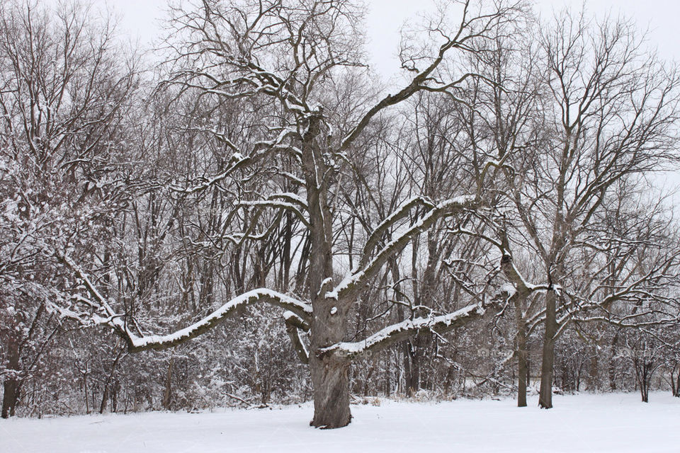 Snow bound