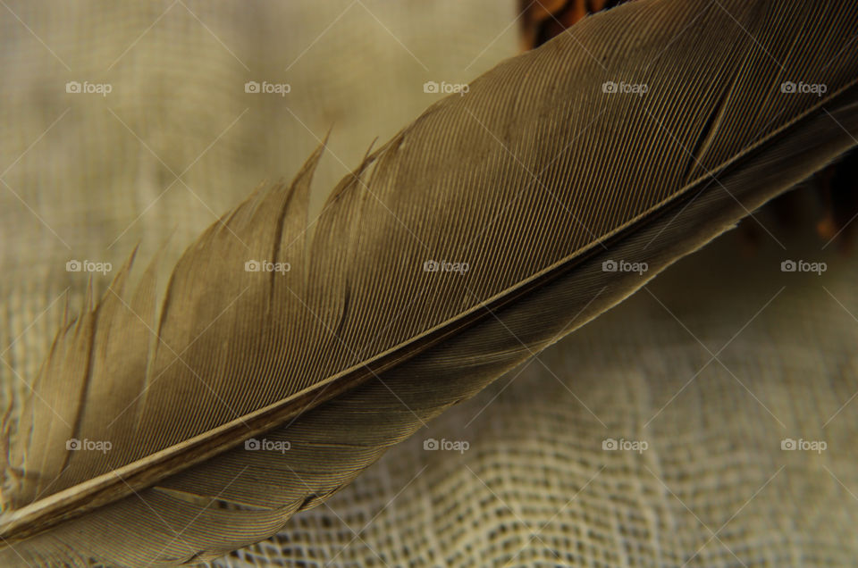 Feather