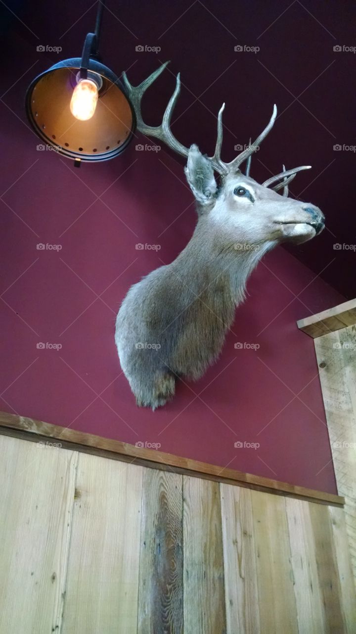 Buck Mount. Decoration at a local Portland, Oregon bar.