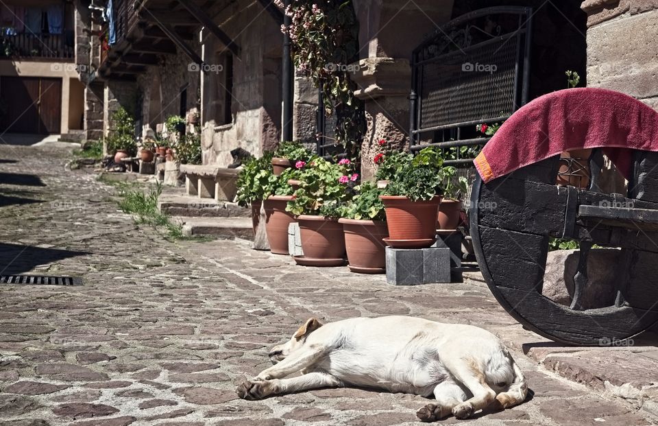 Dog sleeping lying on the stone street