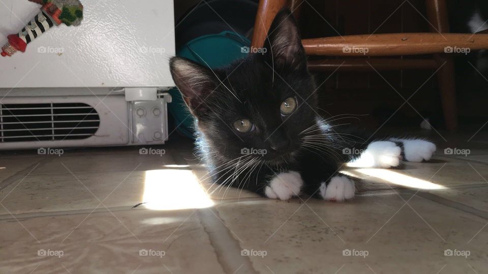 Black and white kitten on floor