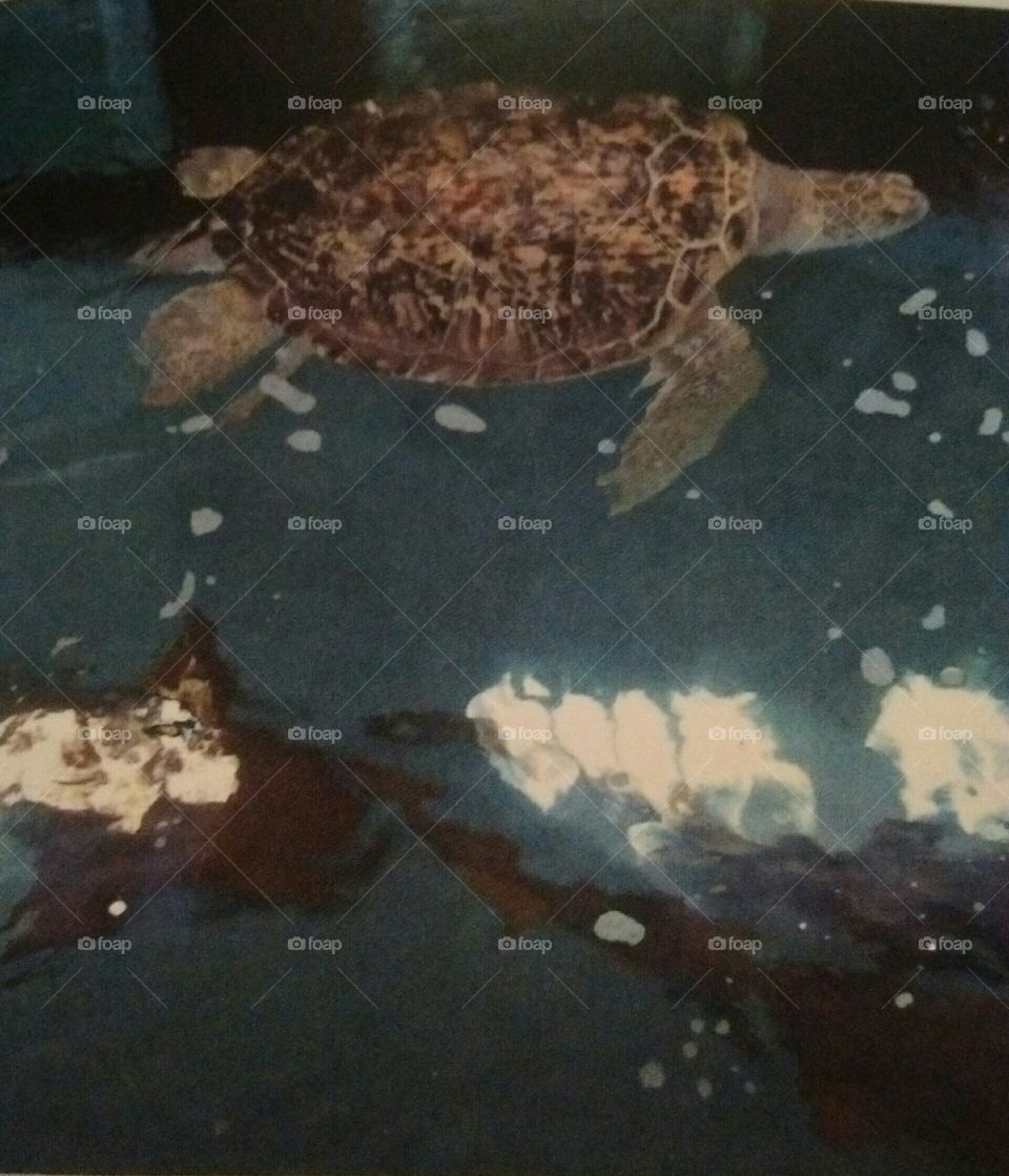 Sea Turtle and Sharks