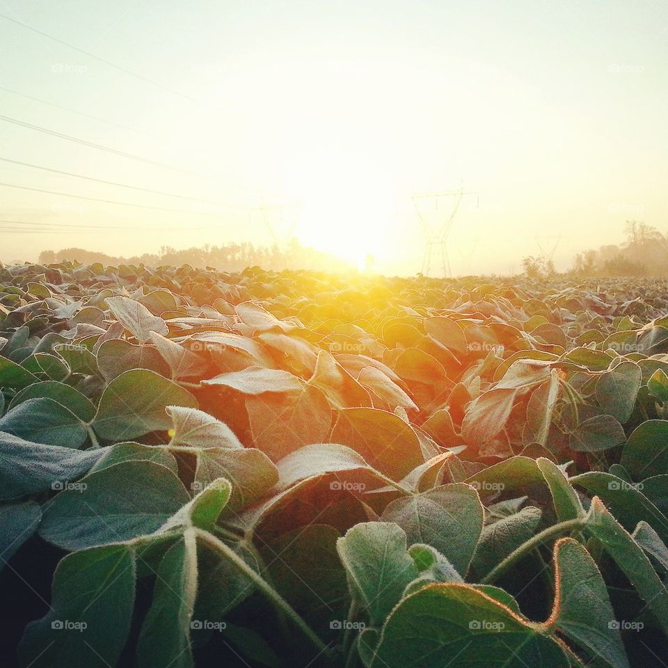 Fields of Soy and Sunshine