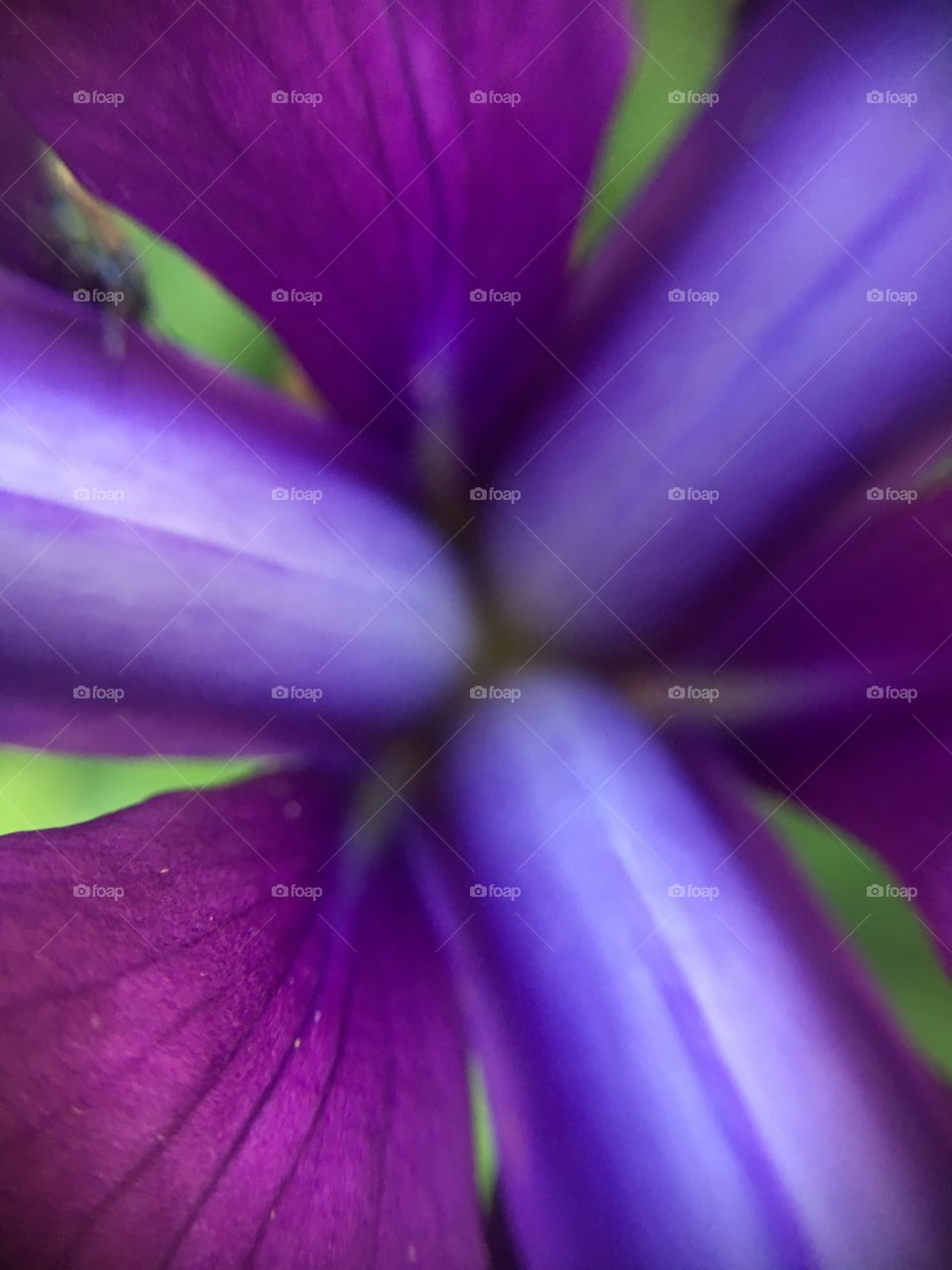 Iris closeup