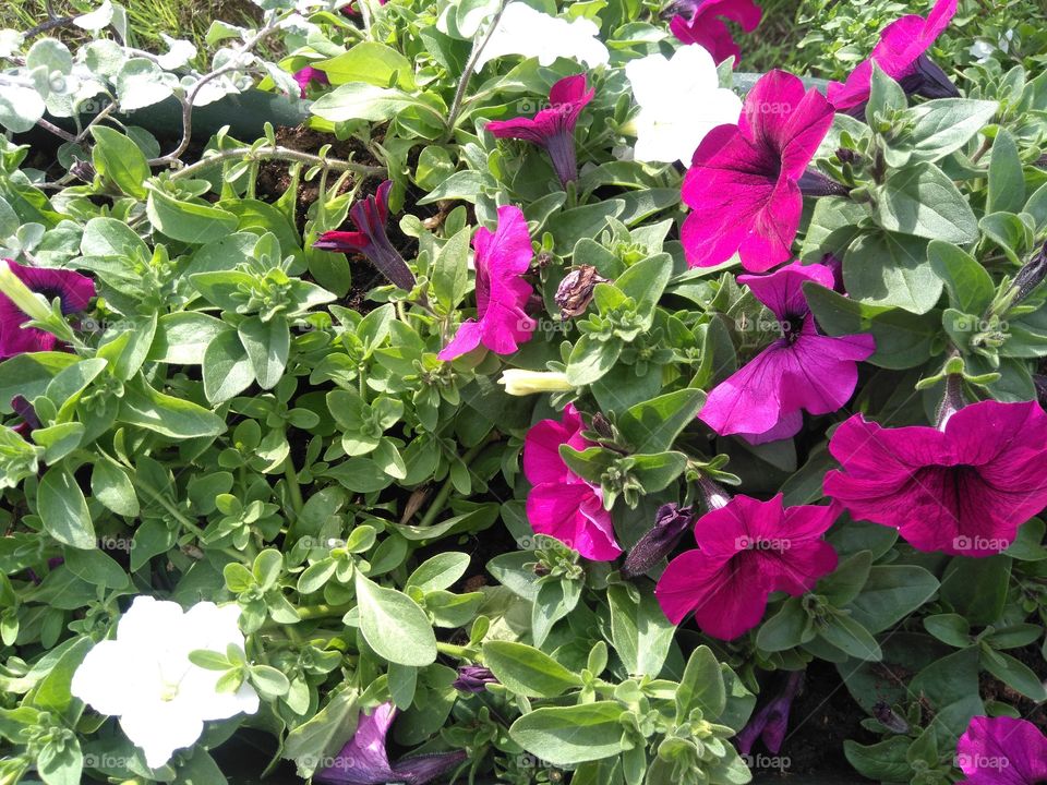 flowers in the pot on a street summer time