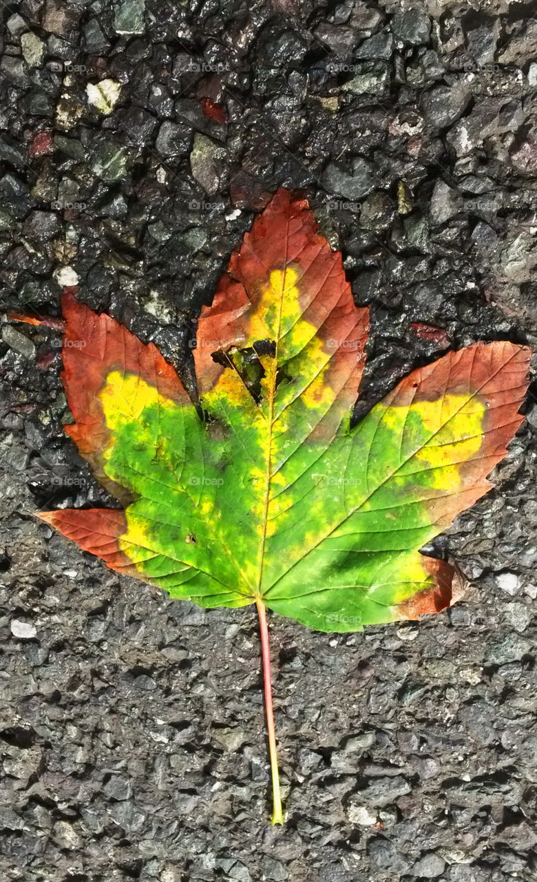 Autumn leaf
