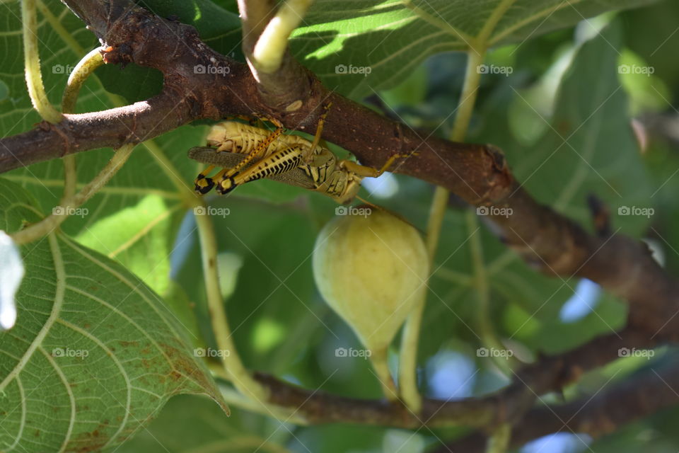 Grasshopper and fig