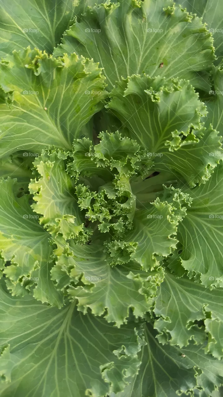 Greeny