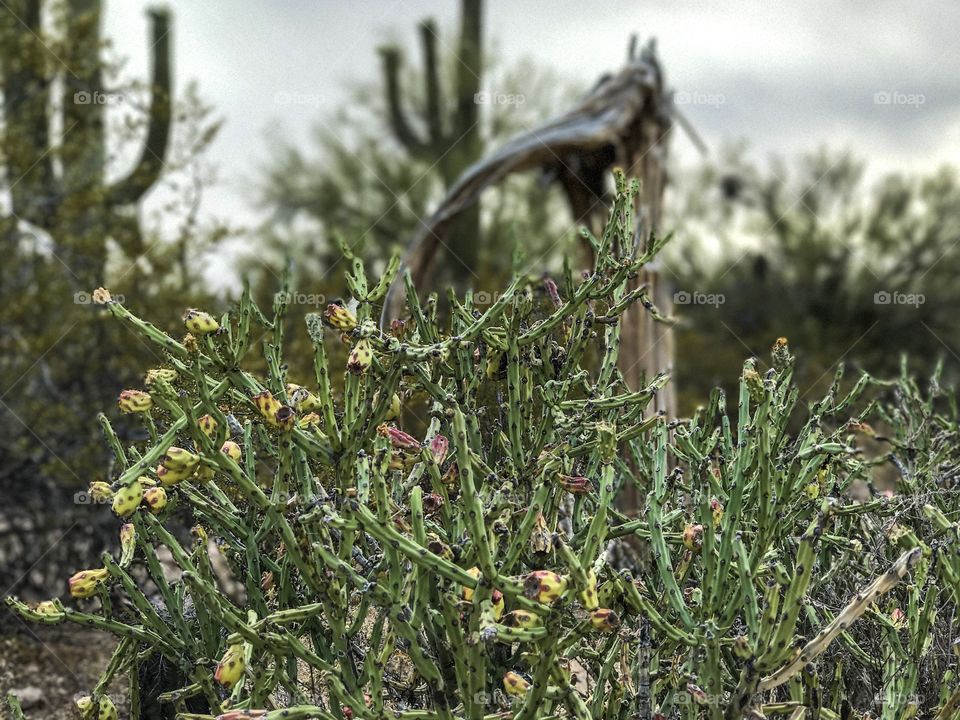 Nature - Desert Landscape 