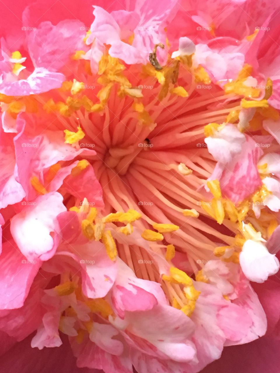 Close up pollen 