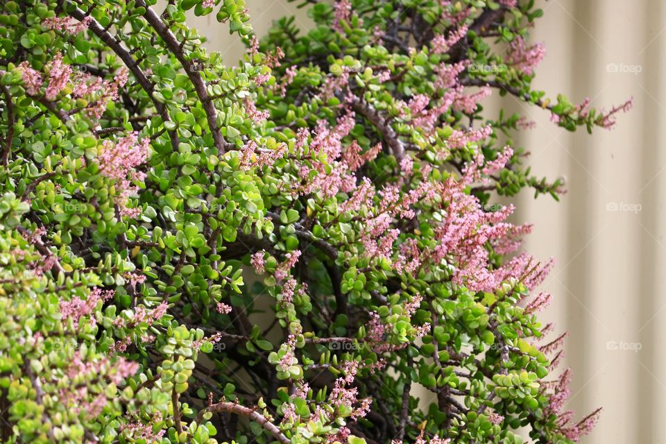 Jade bush, crassula ovata: sometimes known as a money tree, friendship tree or lucky tree in pink bloom over fence 