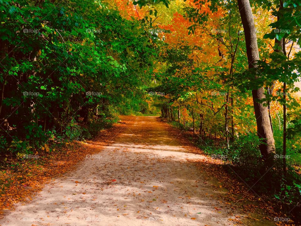Fall Trail 