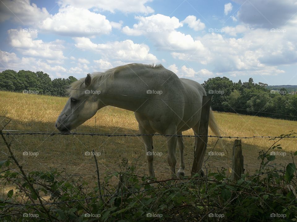 White horse, Forest Row, South-East England