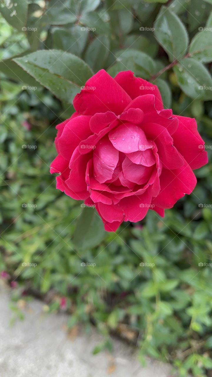 Rose
