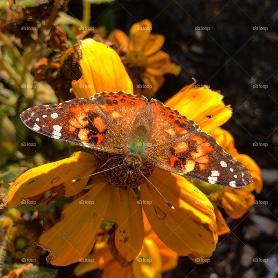 Beautiful Moth 