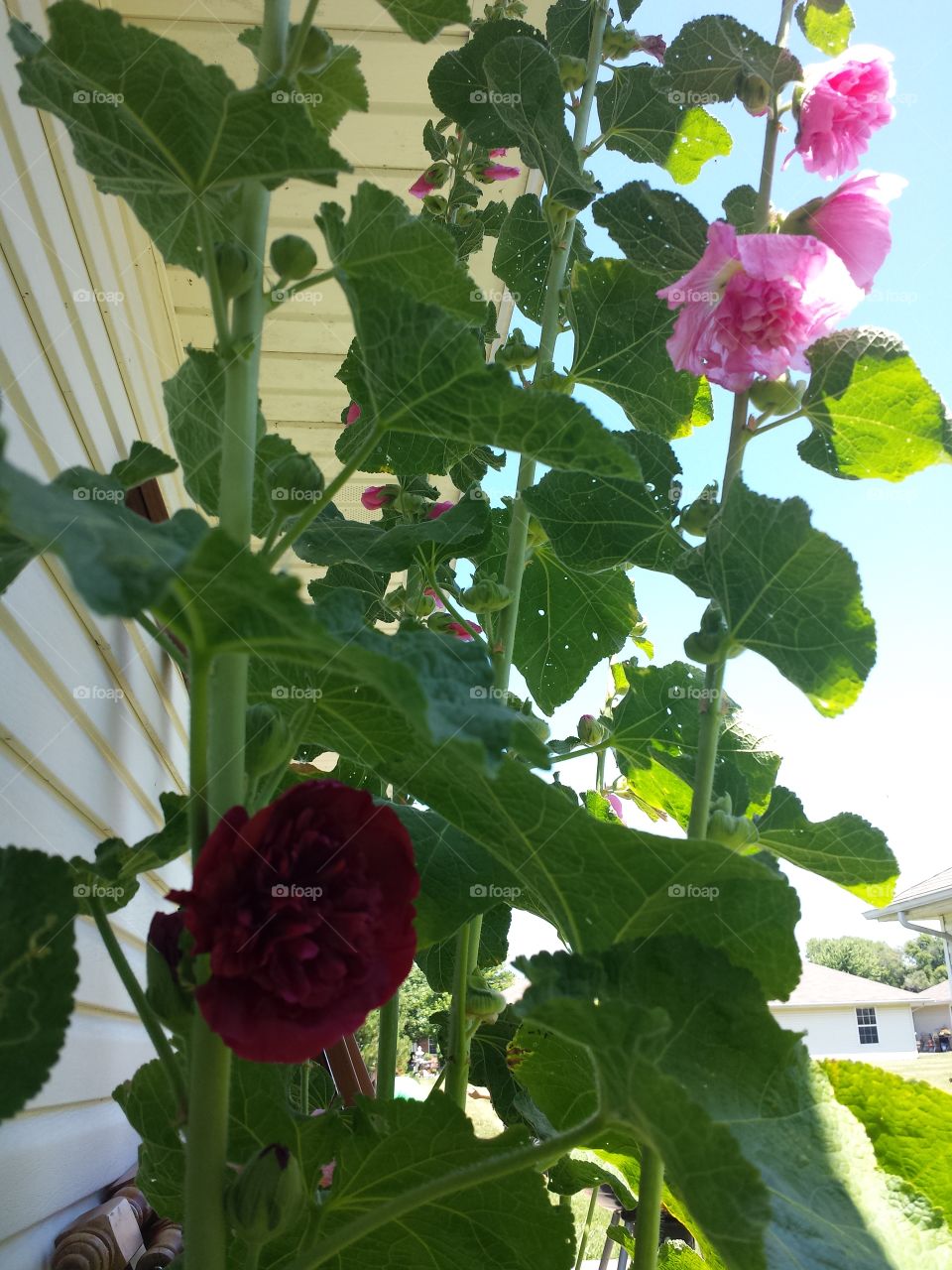 burgandy hollyhock and pink sisters