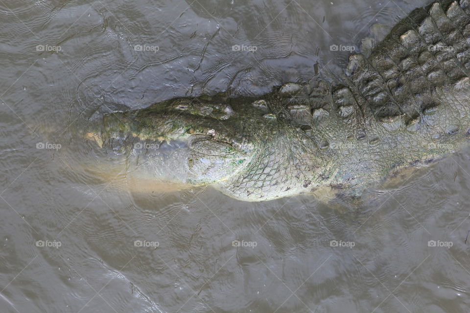 Crocodile side profile . Taken in a Costa Rican River