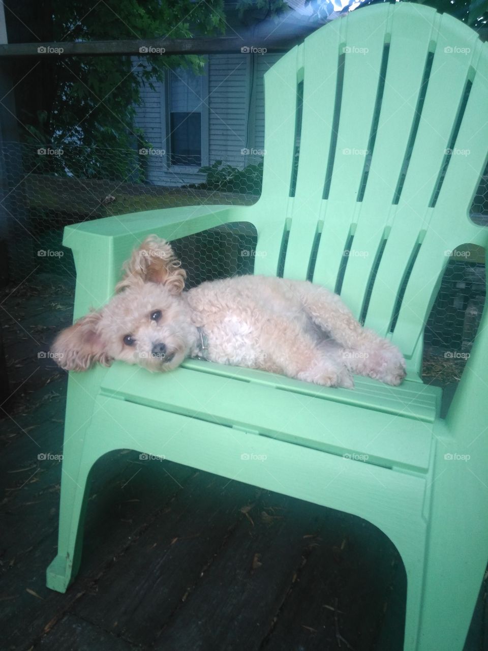 Resting in the green chair