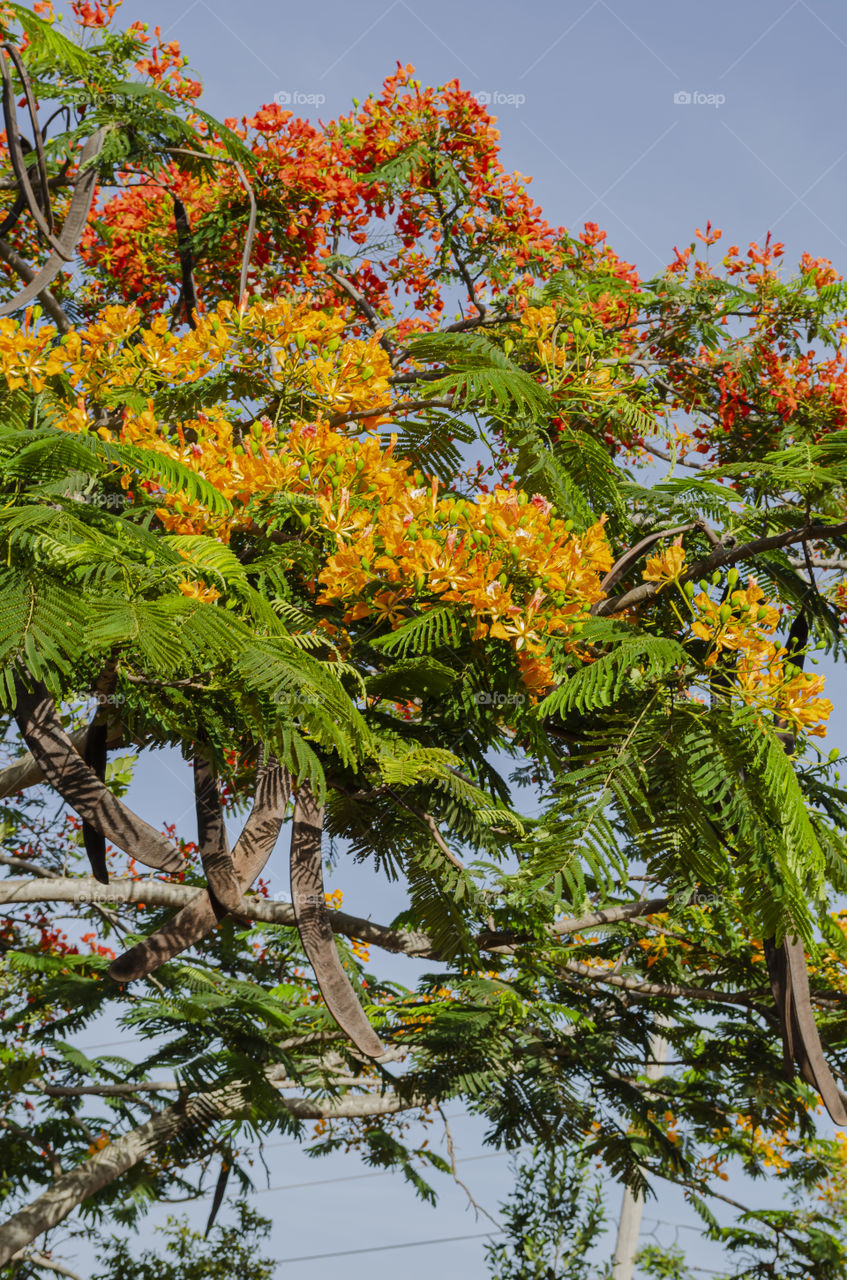 Royal Poinciana Tree Fruiting And In Bloom