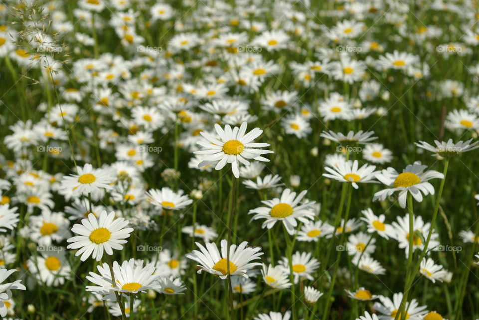 Daisy meadow