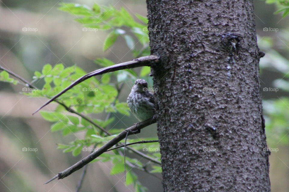 A bird on a branch