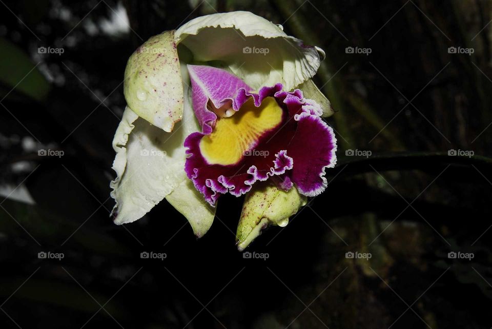 an orchid yellow, white and pink in the garden