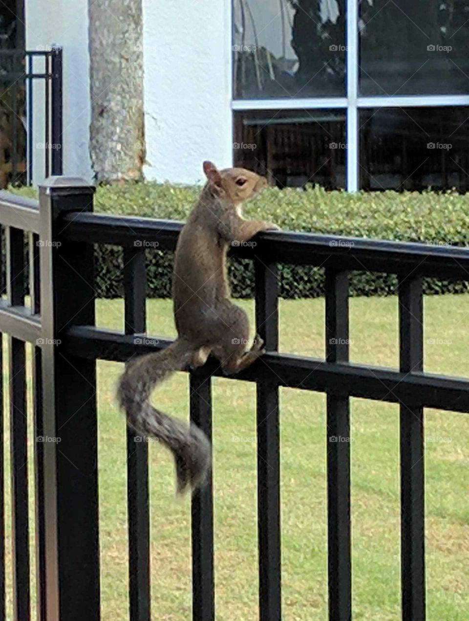 squirrel climbing.