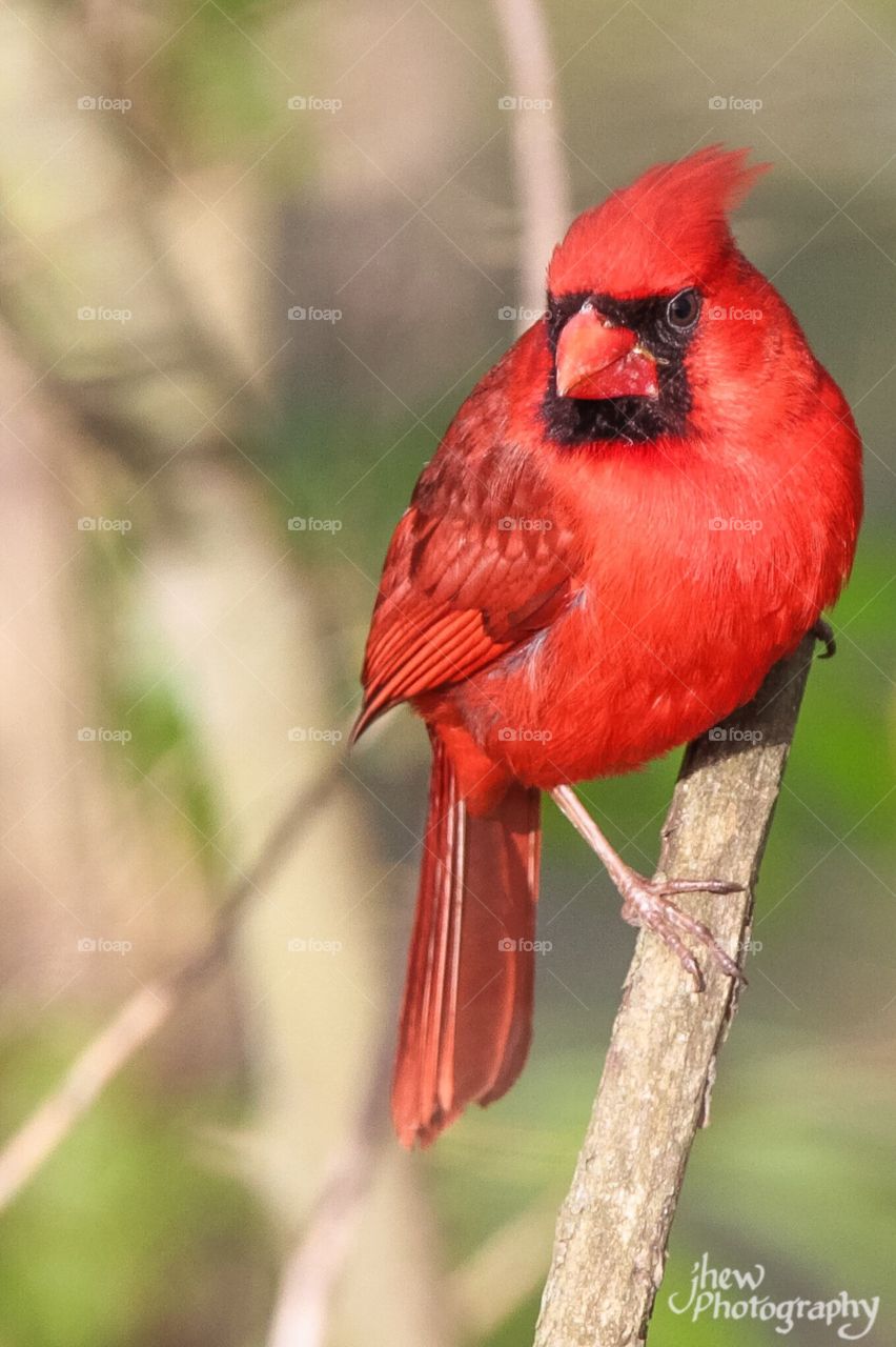 Cardinal