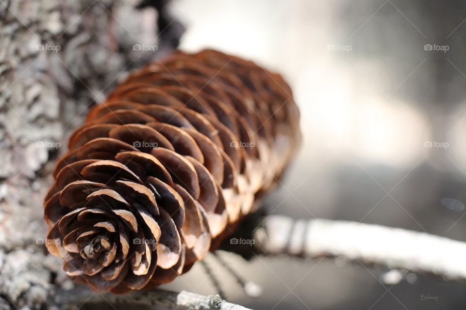 Pine Cone