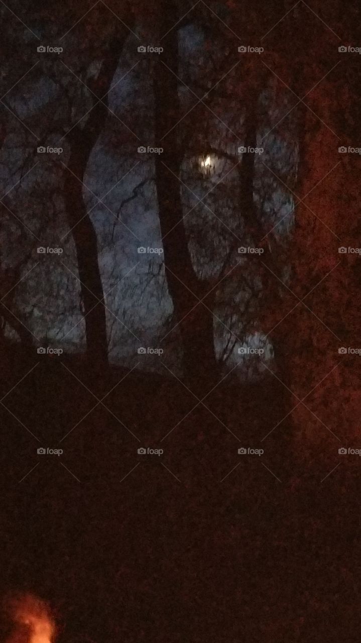 Seeing Through the Trees