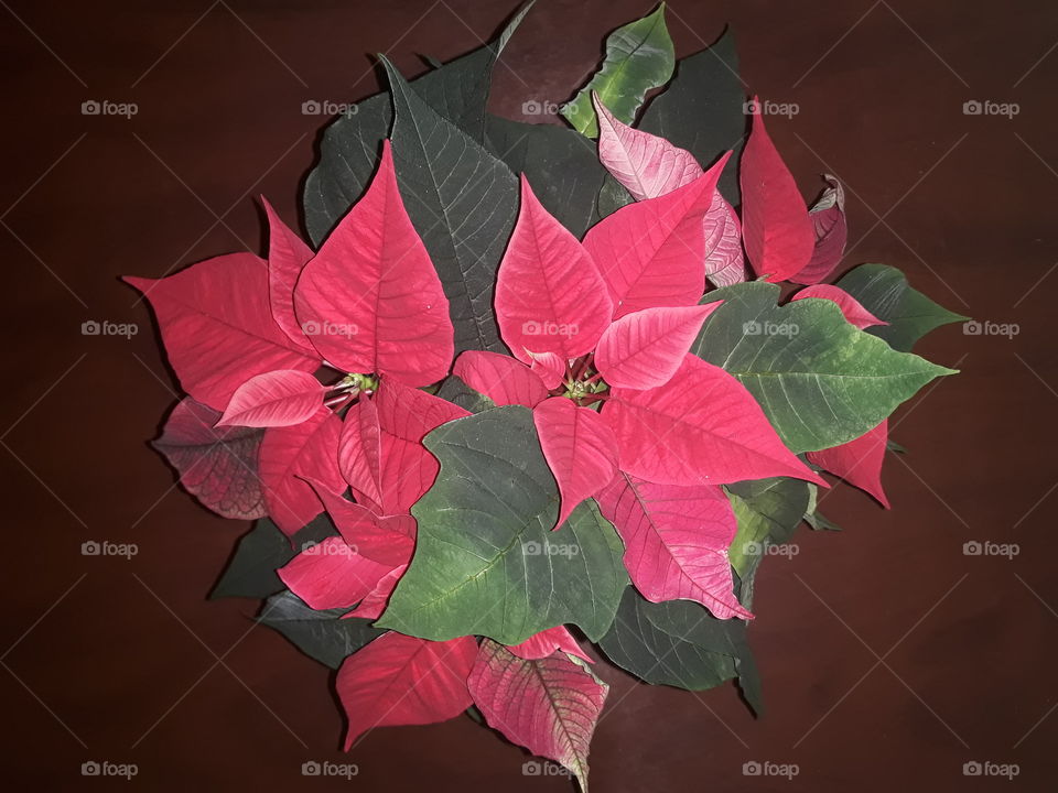 Beautiful flower on the table. Nice decoration. Красивый цветок на столе. Для декора и прочих идей.