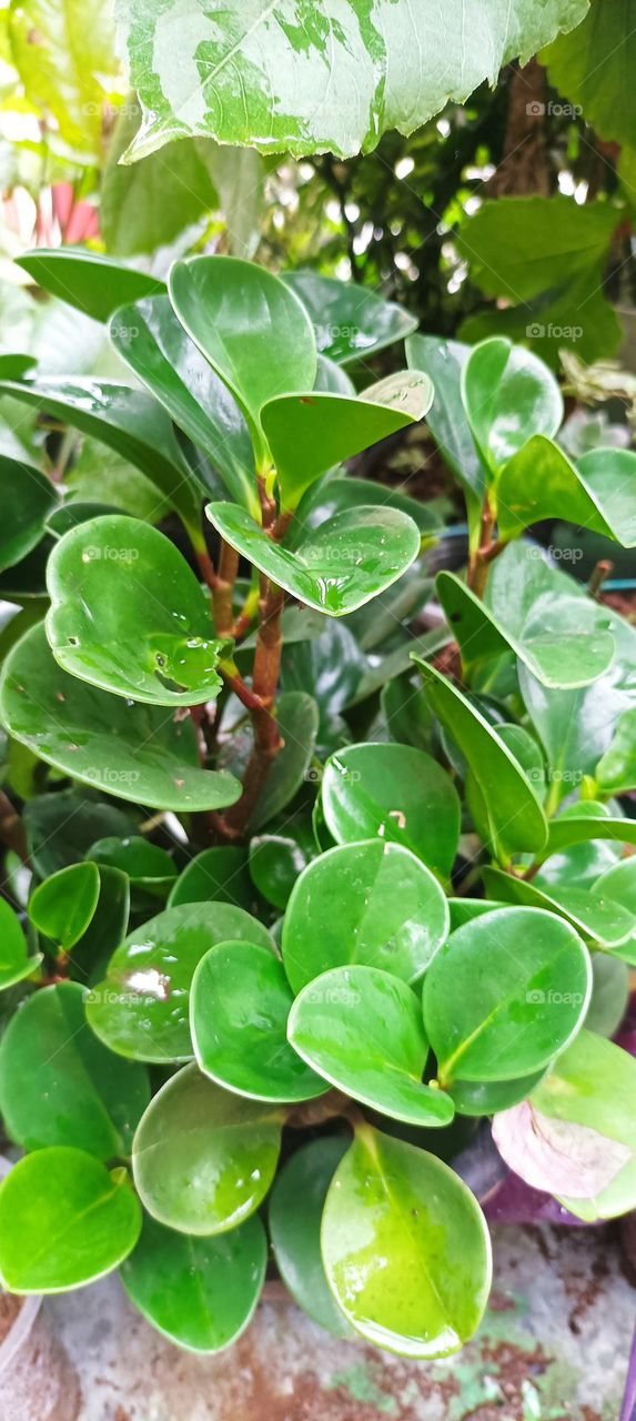 dark green pepperomia