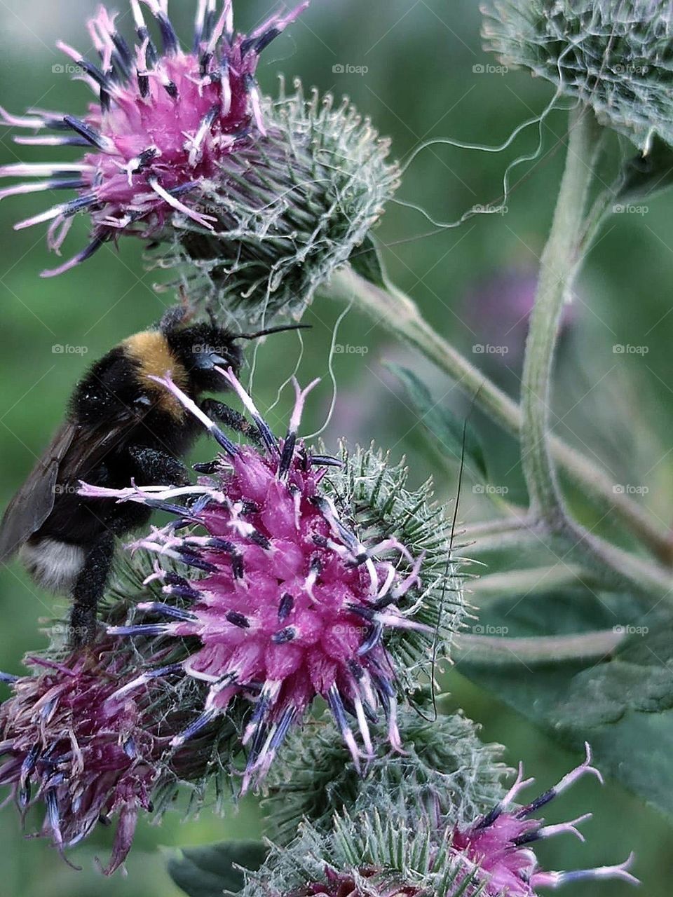 Purple flowers. A bumblebee sits on one purple flower. purple thistle flower