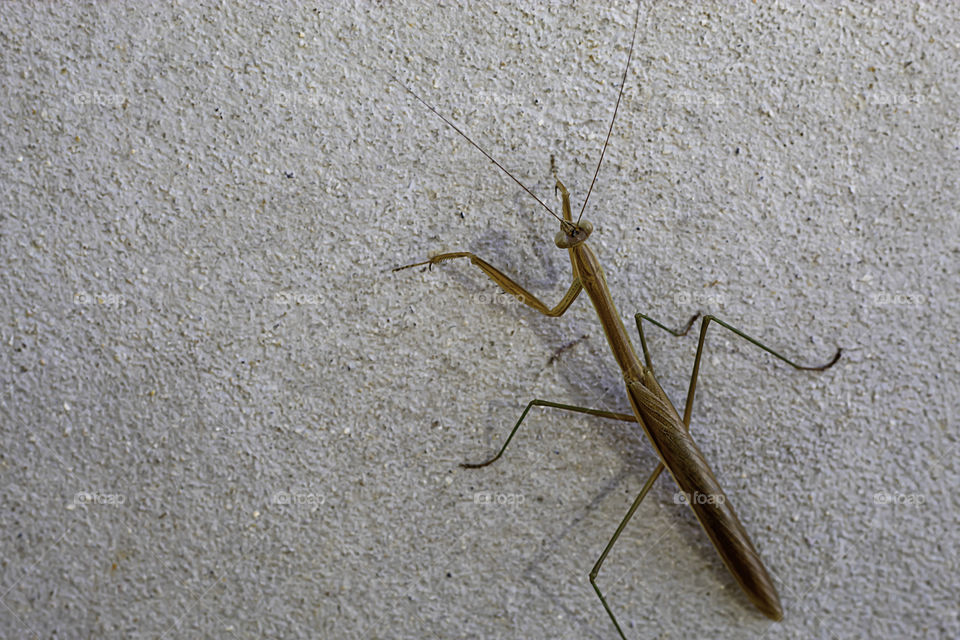 Brown grasshopper on the cement walls.