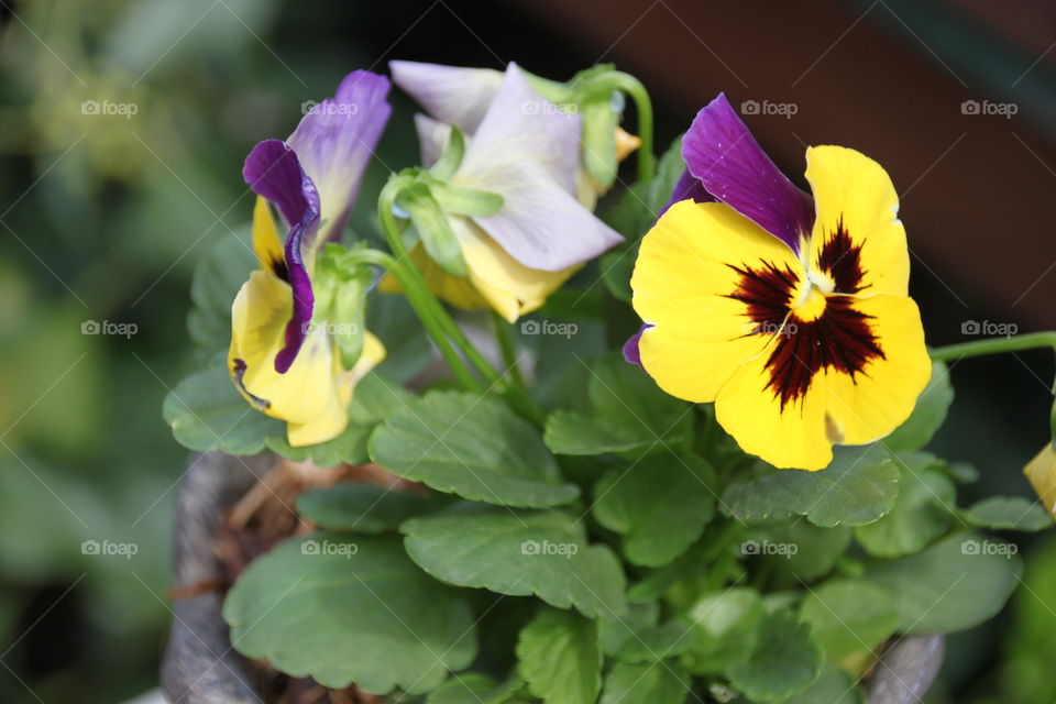 Close-up of yellow panies flower