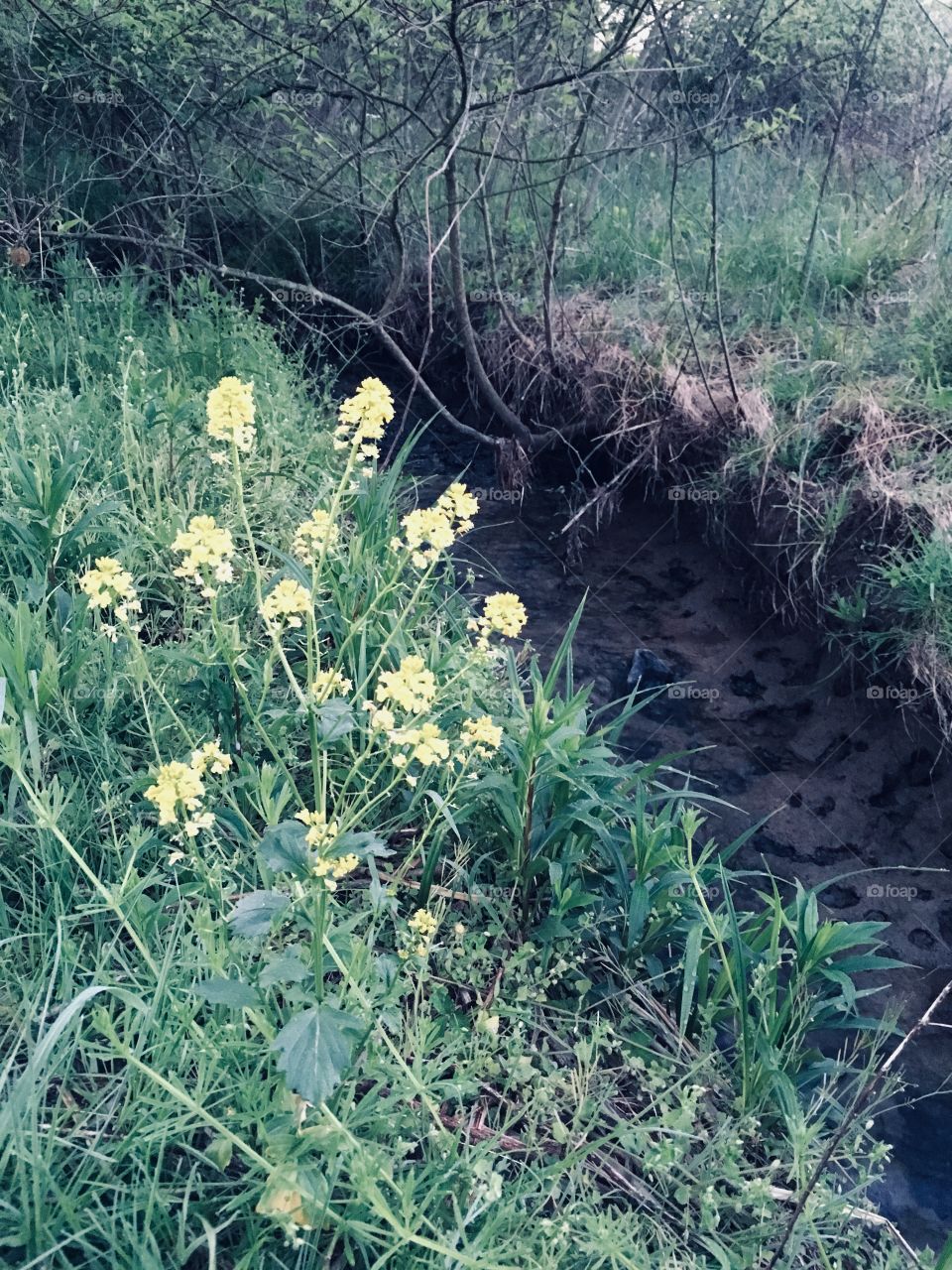 Springtime Wildflowers in Kentucky 