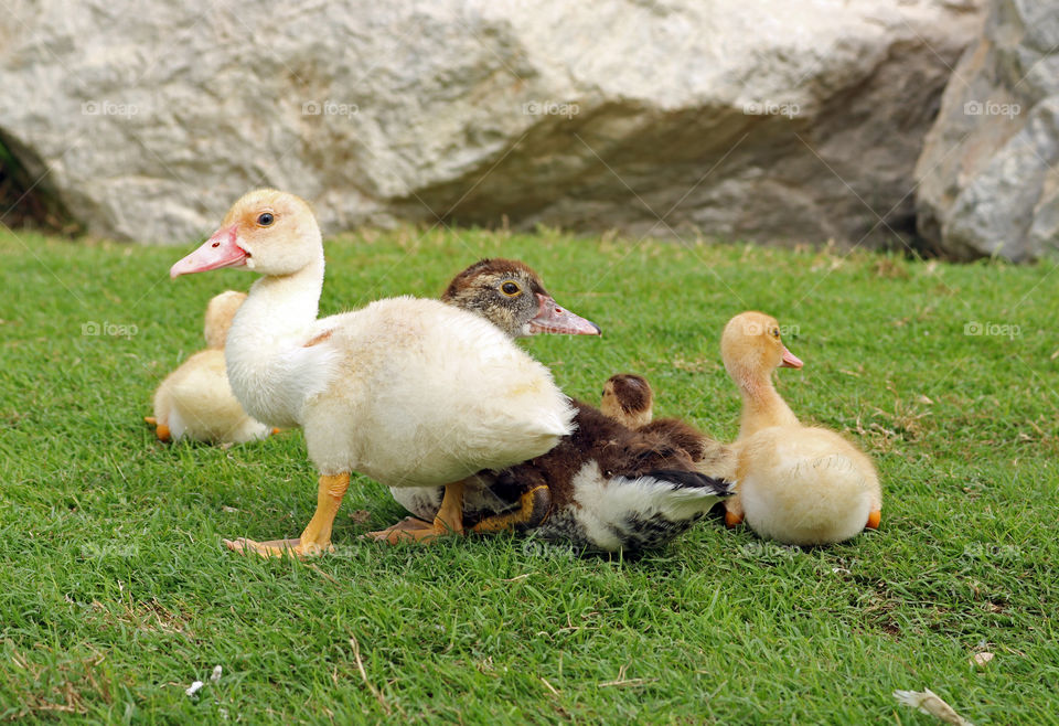 Ducklings