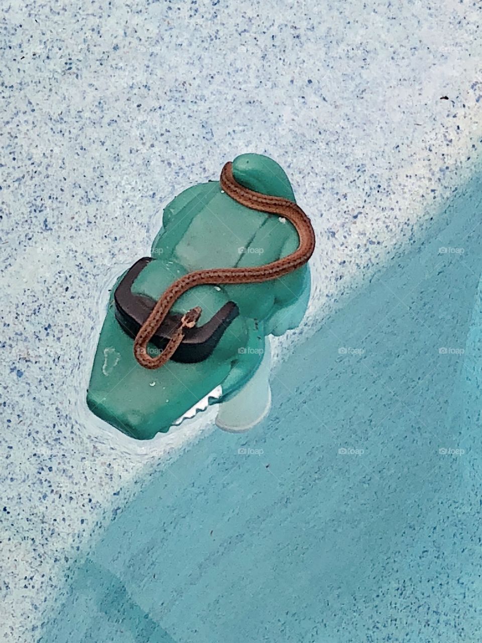 Baby snake on pool floating thermometer 