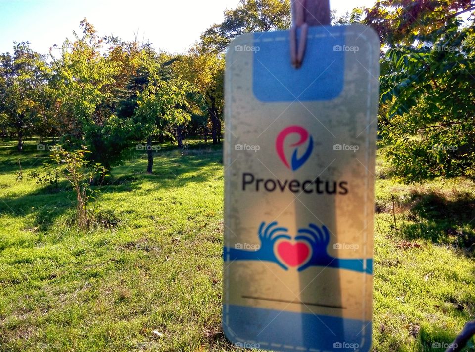 young tree молодое деревце