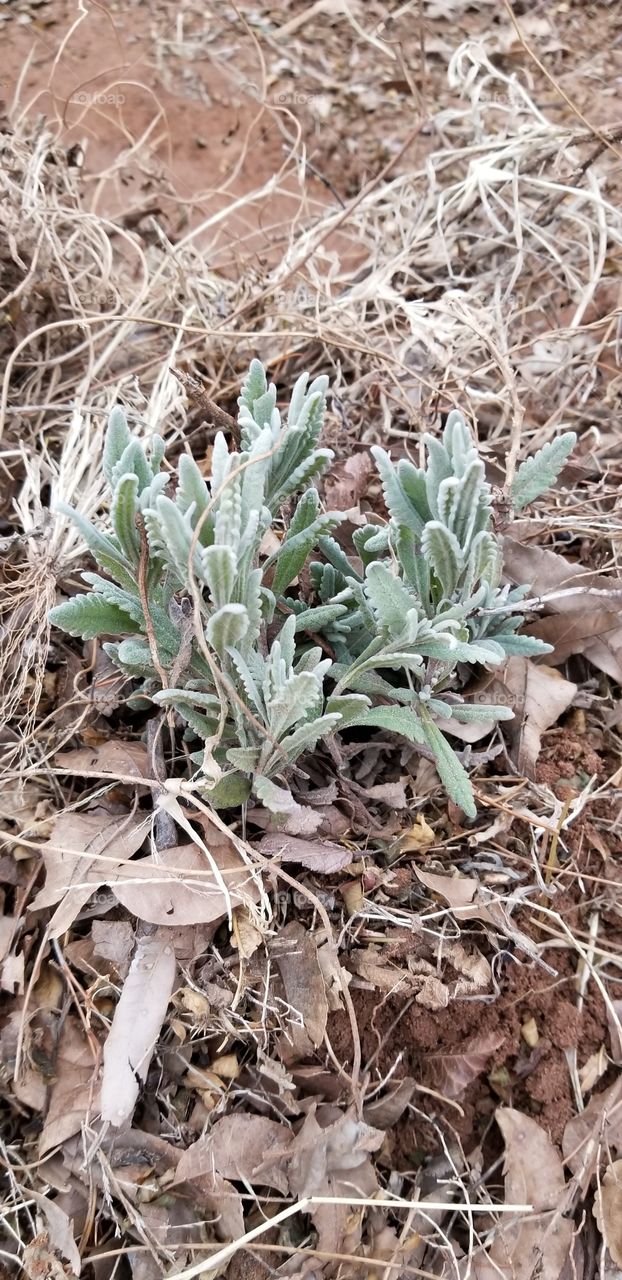 lavender in the garden after a winter freeze