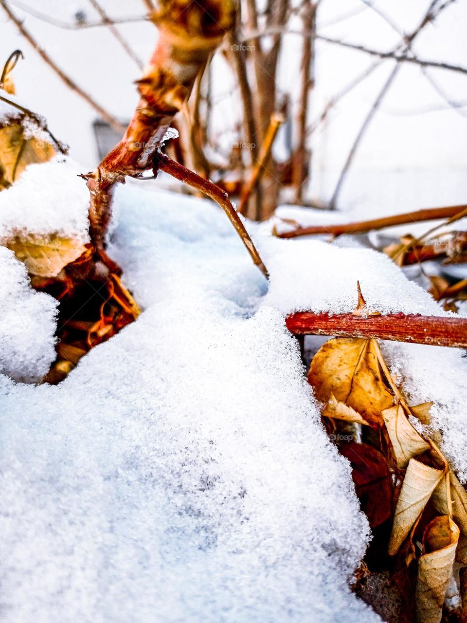 ❄️🍁❄️