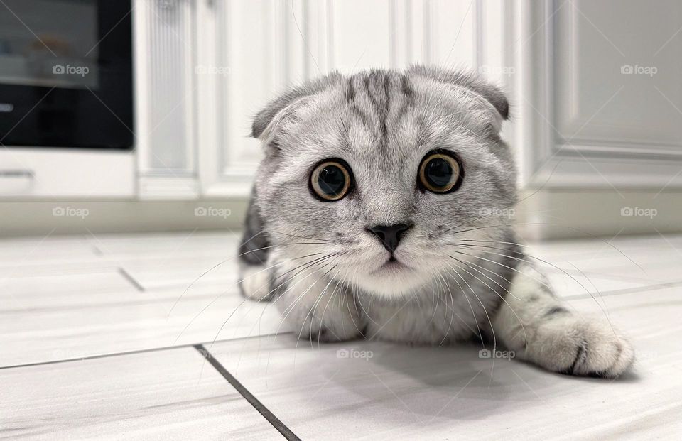 Curious Scottish kitten with yellow eyes and long whiskers look at camera