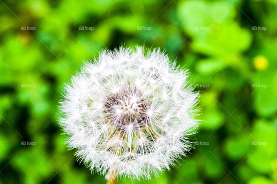 Single dandelion head with blurred green background 