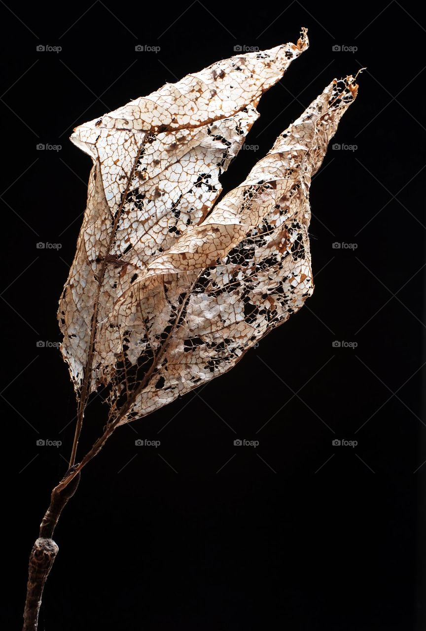 The color fades, the branches wither and the shape remains, the light reflects the tendons and veins do not lose life.