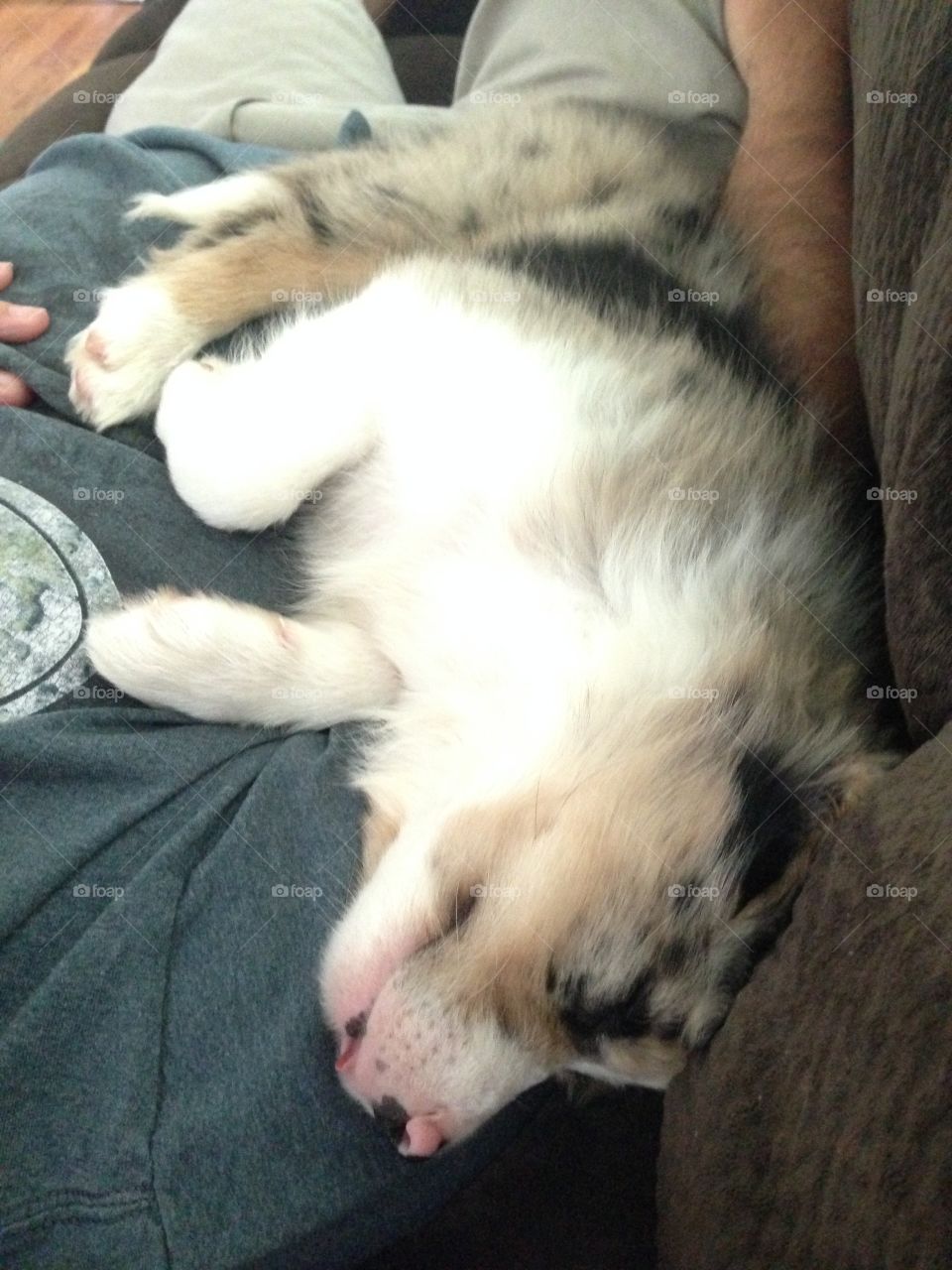Miggy, my puppy, sleeping with his dad..